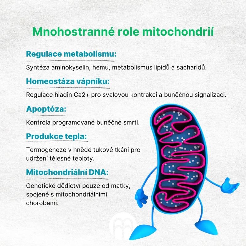 Mnohostranné role mitochondrií (1)